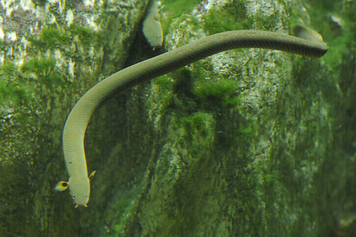 Imagem do Peixe Serpente